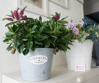 fleuriste-perigueux-plante-larrosoir-3