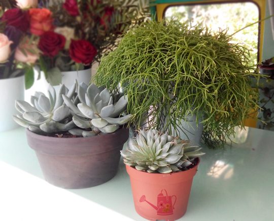 fleuriste-perigueux-plante-larrosoir-2