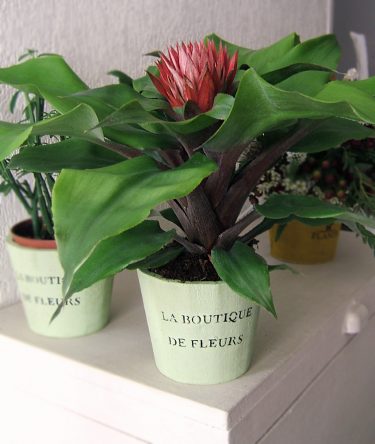 fleuriste-perigueux-plante-larrosoir-6