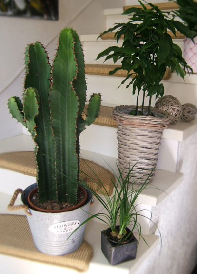 fleuriste-perigueux-plante-larrosoir-8